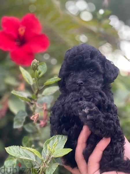 pure toy poodle female mini cup 45 day vaccinated 2