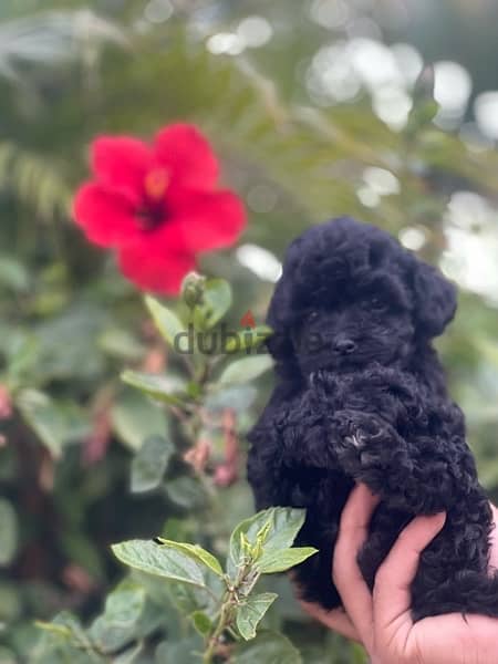 pure toy poodle female mini cup 45 day vaccinated 3