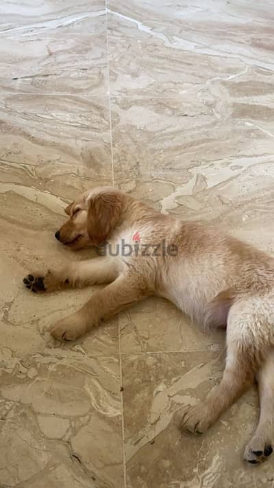 Golden Labrador puppy for adoption