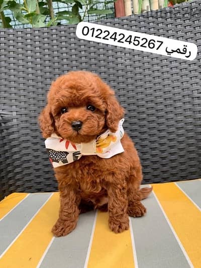 toy poodle puppy