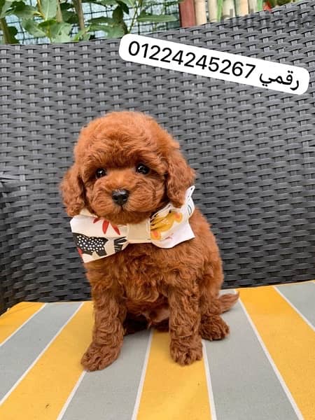 toy poodle puppy 0