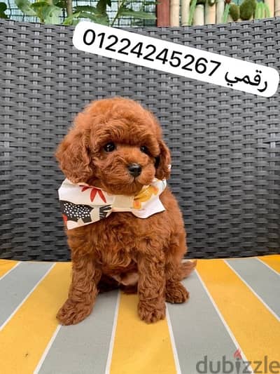 toy poodle pure preed