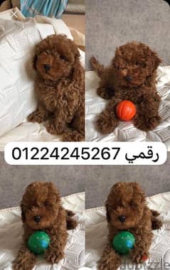 toy poodle 45 days 0