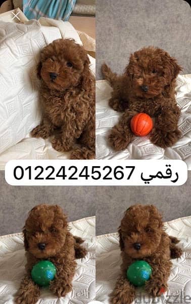 toy poodle 45 days