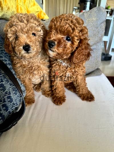 Baby Toy Poodle imported parents for sale