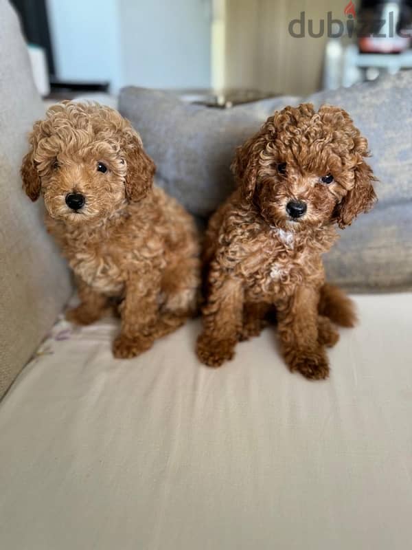 Baby Toy Poodle imported parents for sale 1