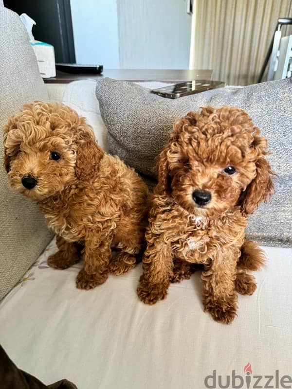 Baby Toy Poodle imported parents for sale 2