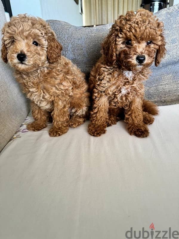 Baby Toy Poodle imported parents for sale 3