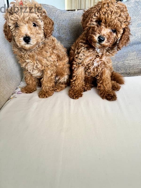 Baby Toy Poodle imported parents for sale 4