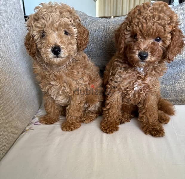 Baby Toy Poodle imported parents for sale 5