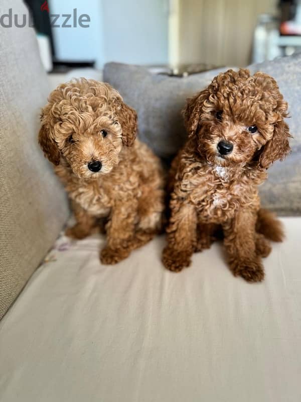 Baby Toy Poodle imported parents for sale 6