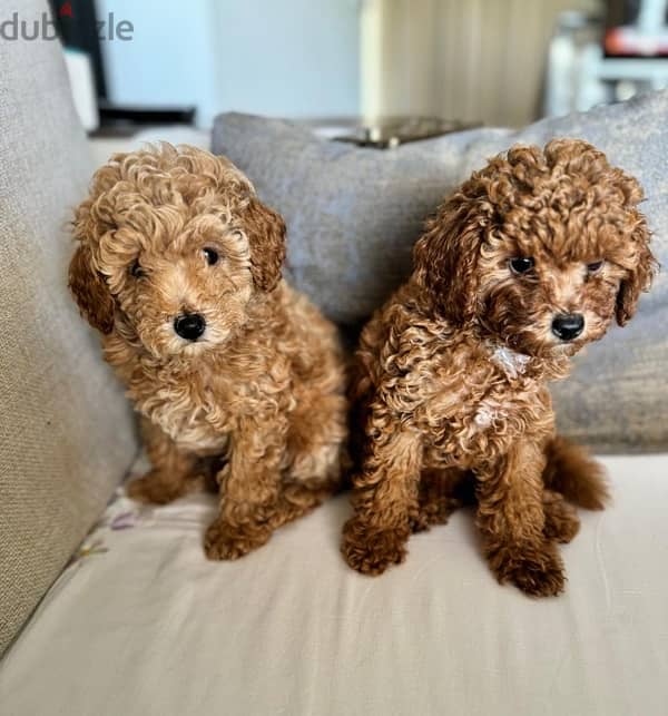 Baby Toy Poodle imported parents for sale 7