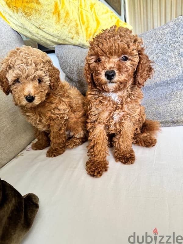 Baby Toy Poodle imported parents for sale 8