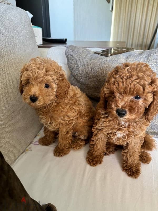 Baby Toy Poodle imported parents for sale 11