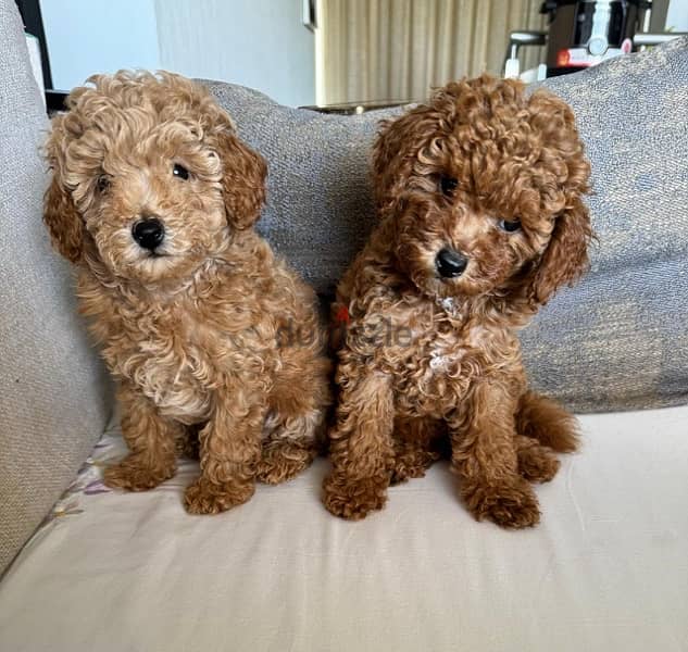 Baby Toy Poodle imported parents for sale 12