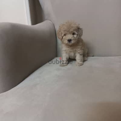 maltipoo