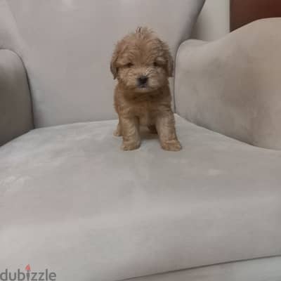 maltipoo