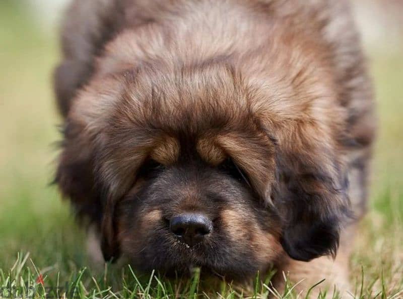 Tibetan mastiff girls puppies From Russia 0