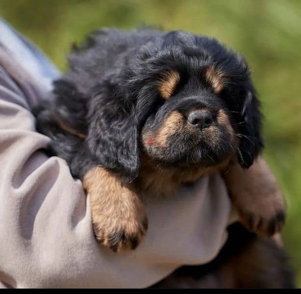 Tibetan mastiff girls puppies From Russia 1