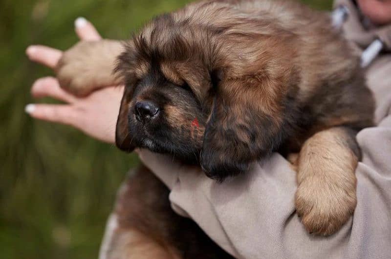 Tibetan mastiff girls puppies From Russia 2