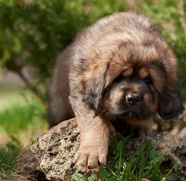 Tibetan mastiff girls puppies From Russia 3