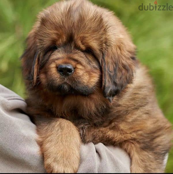 Tibetan mastiff girls puppies From Russia 4