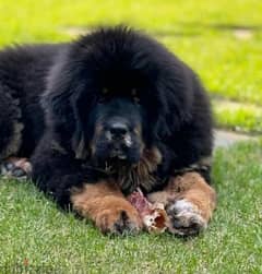 Tibetan mastiff bear type from Russia 0