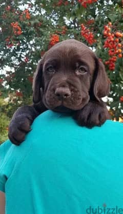 Labrador chocolate puppy Male from Russia 0