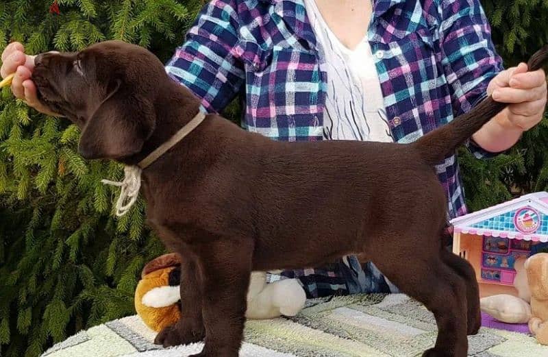 Labrador chocolate puppy Male from Russia 1