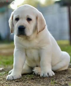 Labrador baby female From Russia 0