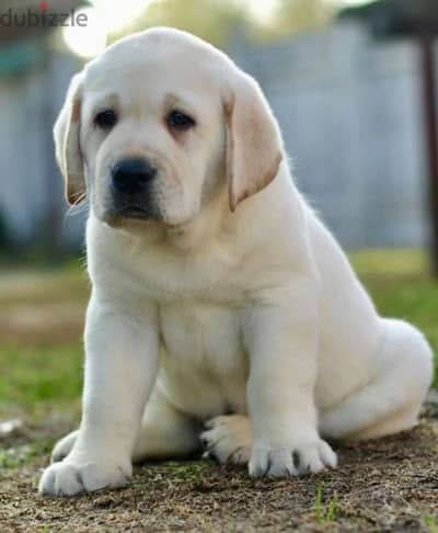 Labrador baby female From Russia