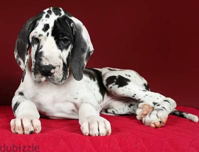 Great Dane puppy female marble from Russia