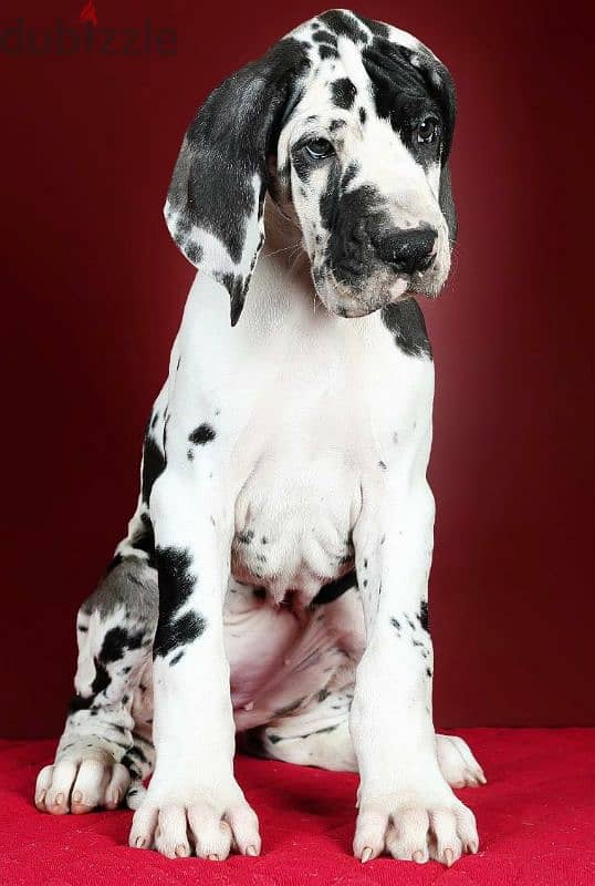 Great Dane puppy female marble from Russia 1