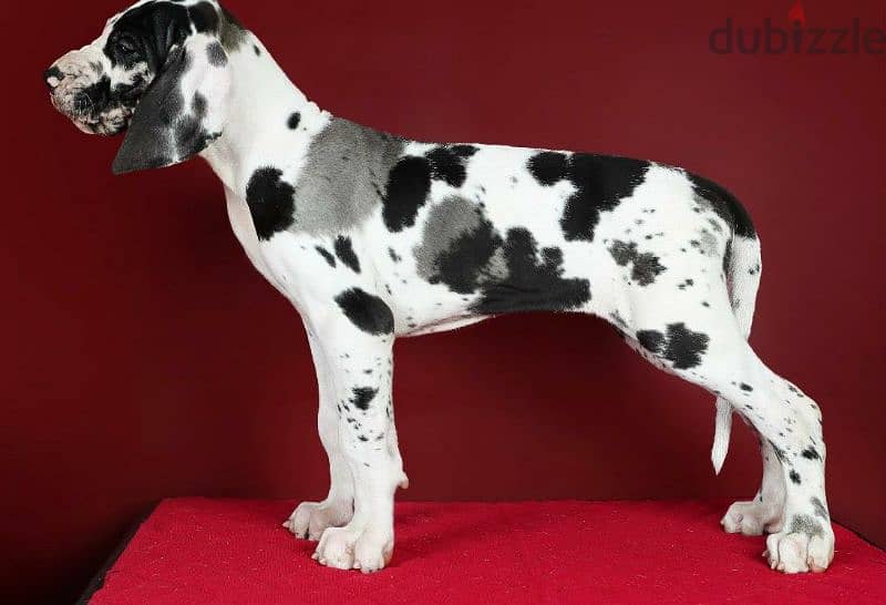 Great Dane puppy female marble from Russia 2