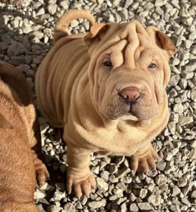 Shar pei puppy female From Russia