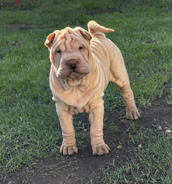 Shar pei puppy female From Russia 1