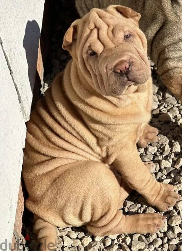 Shar pei puppy female From Russia 2