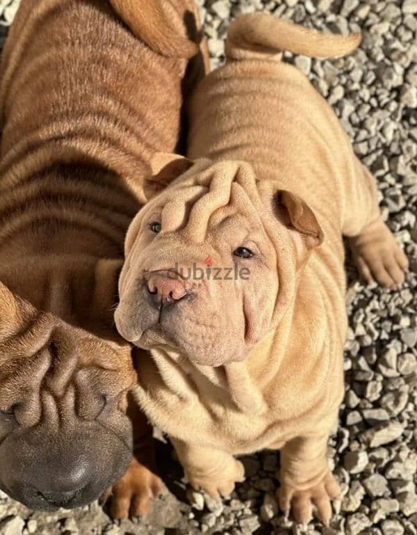 Shar pei puppy female From Russia 3