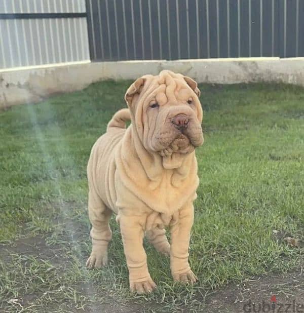 Shar pei puppy female From Russia 4