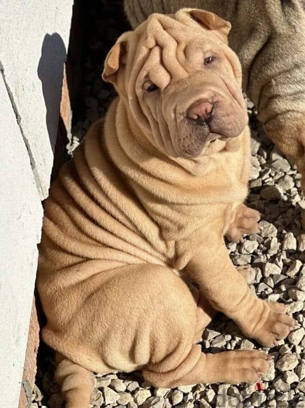 Shar pei puppy female From Russia 5