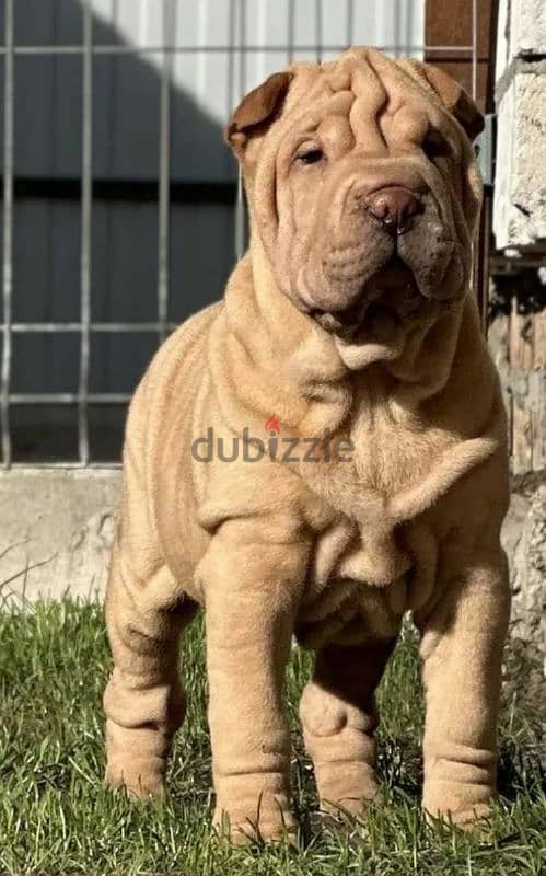 Shar pei puppy female From Russia 6