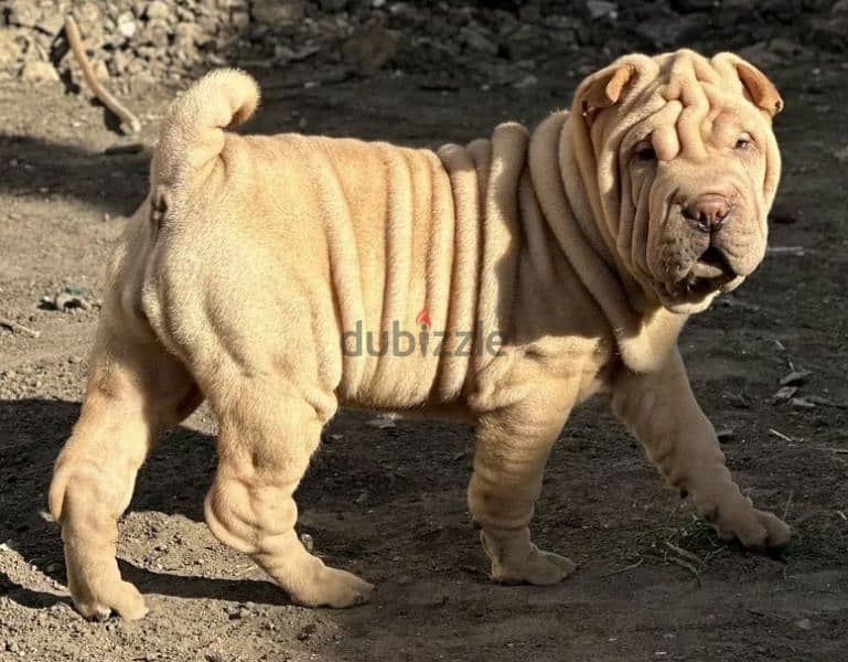 Shar pei puppy female From Russia 7