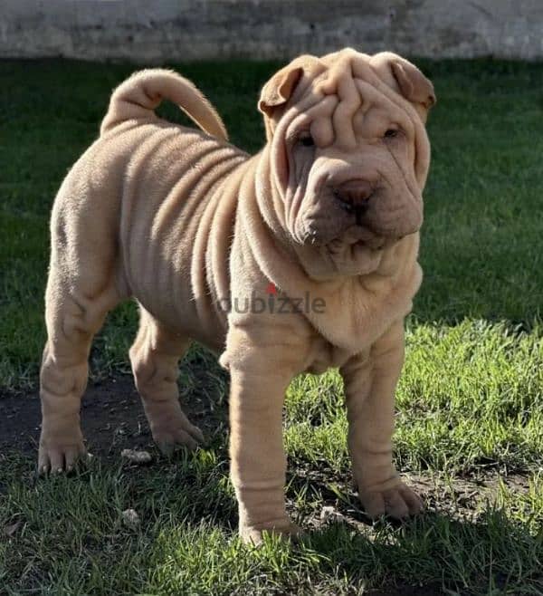 Shar pei puppy female From Russia 8