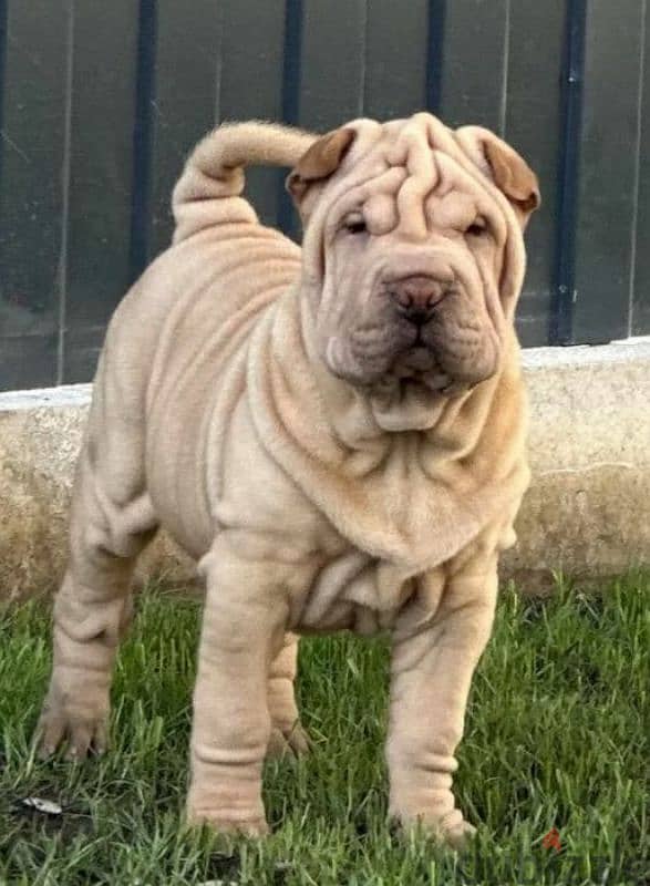 Shar pei puppy female From Russia 9