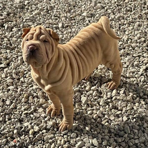 Shar pei puppy female From Russia 10