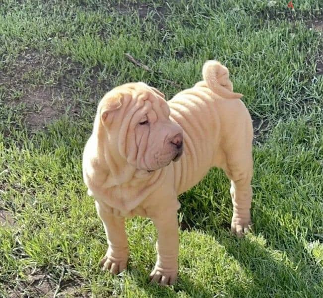 Shar pei puppy female From Russia 11