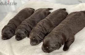 Labrador puppy Male from Russia 0