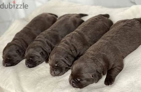 Labrador puppy Male from Russia