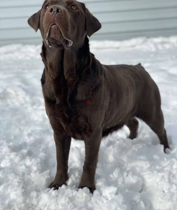 Labrador puppy Male from Russia 1