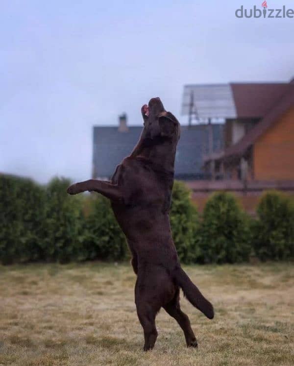 Labrador puppy Male from Russia 2